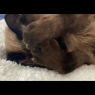 <br />
<b>Warning</b>:  Undefined variable $userID in <b>/home/petwa/pochi-tama.net/public_html/wp-content/themes/pet/single-volunteer.php</b> on line <b>198</b><br />
ゆあん