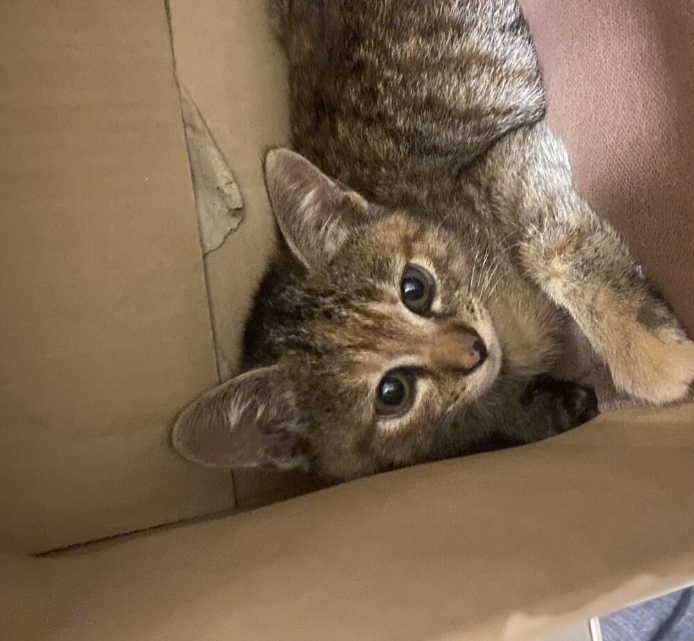 <br />
<b>Warning</b>:  Undefined variable $userID in <b>/home/petwa/pochi-tama.net/public_html/wp-content/themes/pet/single.php</b> on line <b>278</b><br />
りよよん