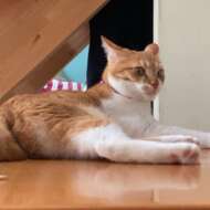 <br />
<b>Warning</b>:  Undefined variable $userID in <b>/home/petwa/pochi-tama.net/public_html/wp-content/themes/pet/single.php</b> on line <b>278</b><br />
のん