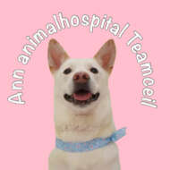 <br />
<b>Warning</b>:  Undefined variable $userID in <b>/home/petwa/pochi-tama.net/public_html/wp-content/themes/pet/single.php</b> on line <b>278</b><br />
Team Ceil