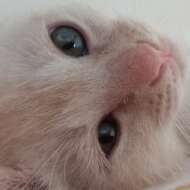 <br />
<b>Warning</b>:  Undefined variable $userID in <b>/home/petwa/pochi-tama.net/public_html/wp-content/themes/pet/single.php</b> on line <b>278</b><br />
ねころん