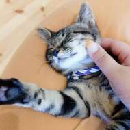 <br />
<b>Warning</b>:  Undefined variable $userID in <b>/home/petwa/pochi-tama.net/public_html/wp-content/themes/pet/single.php</b> on line <b>278</b><br />
ロキにゃんず