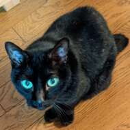 <br />
<b>Warning</b>:  Undefined variable $userID in <b>/home/petwa/pochi-tama.net/public_html/wp-content/themes/pet/single.php</b> on line <b>278</b><br />
みみちゃん0303