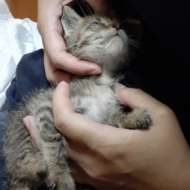 <br />
<b>Warning</b>:  Undefined variable $userID in <b>/home/petwa/pochi-tama.net/public_html/wp-content/themes/pet/single.php</b> on line <b>278</b><br />
Matu