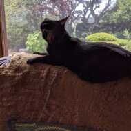 <br />
<b>Warning</b>:  Undefined variable $userID in <b>/home/petwa/pochi-tama.net/public_html/wp-content/themes/pet/single.php</b> on line <b>278</b><br />
uri