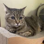 <br />
<b>Warning</b>:  Undefined variable $userID in <b>/home/petwa/pochi-tama.net/public_html/wp-content/themes/pet/single.php</b> on line <b>278</b><br />
ぶたまる