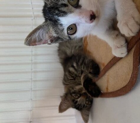 <br />
<b>Warning</b>:  Undefined variable $userID in <b>/home/petwa/pochi-tama.net/public_html/wp-content/themes/pet/single.php</b> on line <b>278</b><br />
ナツ＊