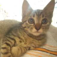 <br />
<b>Warning</b>:  Undefined variable $userID in <b>/home/petwa/pochi-tama.net/public_html/wp-content/themes/pet/single.php</b> on line <b>278</b><br />
めんちよ