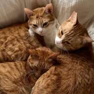 <br />
<b>Warning</b>:  Undefined variable $userID in <b>/home/petwa/pochi-tama.net/public_html/wp-content/themes/pet/single.php</b> on line <b>278</b><br />
はな