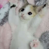 <br />
<b>Warning</b>:  Undefined variable $userID in <b>/home/petwa/pochi-tama.net/public_html/wp-content/themes/pet/single.php</b> on line <b>278</b><br />
さき