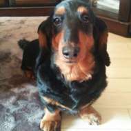 <br />
<b>Warning</b>:  Undefined variable $userID in <b>/home/petwa/pochi-tama.net/public_html/wp-content/themes/pet/single-volunteer.php</b> on line <b>198</b><br />
あくあ