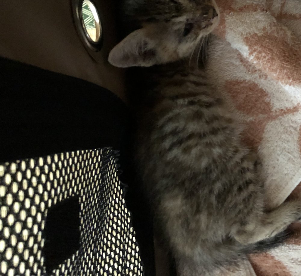 <br />
<b>Warning</b>:  Undefined variable $userID in <b>/home/petwa/pochi-tama.net/public_html/wp-content/themes/pet/single.php</b> on line <b>278</b><br />
うめ