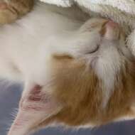 <br />
<b>Warning</b>:  Undefined variable $userID in <b>/home/petwa/pochi-tama.net/public_html/wp-content/themes/pet/single.php</b> on line <b>278</b><br />
ぽむぽむ