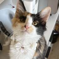 <br />
<b>Warning</b>:  Undefined variable $userID in <b>/home/petwa/pochi-tama.net/public_html/wp-content/themes/pet/single-joutokai.php</b> on line <b>148</b><br />
みけらんじぇろ22