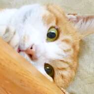 <br />
<b>Warning</b>:  Undefined variable $userID in <b>/home/petwa/pochi-tama.net/public_html/wp-content/themes/pet/single.php</b> on line <b>278</b><br />
きいろい猫