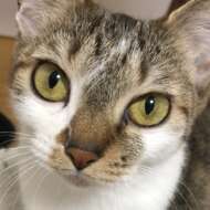 <br />
<b>Warning</b>:  Undefined variable $userID in <b>/home/petwa/pochi-tama.net/public_html/wp-content/themes/pet/single.php</b> on line <b>278</b><br />
メグ