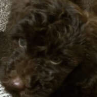 <br />
<b>Warning</b>:  Undefined variable $userID in <b>/home/petwa/pochi-tama.net/public_html/wp-content/themes/pet/single.php</b> on line <b>278</b><br />
モカ