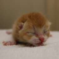 <br />
<b>Warning</b>:  Undefined variable $userID in <b>/home/petwa/pochi-tama.net/public_html/wp-content/themes/pet/single.php</b> on line <b>278</b><br />
茶々丸