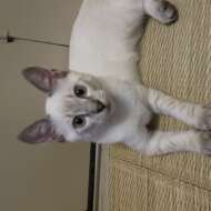 <br />
<b>Warning</b>:  Undefined variable $userID in <b>/home/petwa/pochi-tama.net/public_html/wp-content/themes/pet/single.php</b> on line <b>278</b><br />
きり