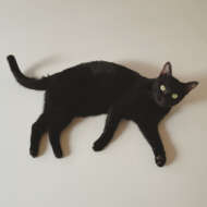 <br />
<b>Warning</b>:  Undefined variable $userID in <b>/home/petwa/pochi-tama.net/public_html/wp-content/themes/pet/single.php</b> on line <b>278</b><br />
comugineko