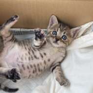 <br />
<b>Warning</b>:  Undefined variable $userID in <b>/home/petwa/pochi-tama.net/public_html/wp-content/themes/pet/single.php</b> on line <b>278</b><br />
はらぺこちゃん