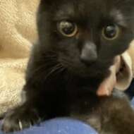 <br />
<b>Warning</b>:  Undefined variable $userID in <b>/home/petwa/pochi-tama.net/public_html/wp-content/themes/pet/single.php</b> on line <b>278</b><br />
レインボー