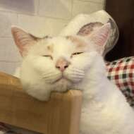 <br />
<b>Warning</b>:  Undefined variable $userID in <b>/home/petwa/pochi-tama.net/public_html/wp-content/themes/pet/single.php</b> on line <b>278</b><br />
ohachimo