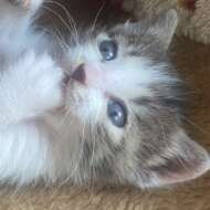 <br />
<b>Warning</b>:  Undefined variable $userID in <b>/home/petwa/pochi-tama.net/public_html/wp-content/themes/pet/single.php</b> on line <b>278</b><br />
恋一夜