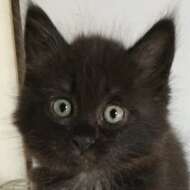 <br />
<b>Warning</b>:  Undefined variable $userID in <b>/home/petwa/pochi-tama.net/public_html/wp-content/themes/pet/single.php</b> on line <b>278</b><br />
岡山手のひら子猫