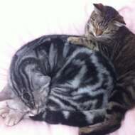 <br />
<b>Warning</b>:  Undefined variable $userID in <b>/home/petwa/pochi-tama.net/public_html/wp-content/themes/pet/single.php</b> on line <b>278</b><br />
ねこマルラブリー