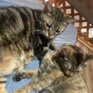 <br />
<b>Warning</b>:  Undefined variable $userID in <b>/home/petwa/pochi-tama.net/public_html/wp-content/themes/pet/single.php</b> on line <b>278</b><br />
こむぎ