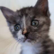 <br />
<b>Warning</b>:  Undefined variable $userID in <b>/home/petwa/pochi-tama.net/public_html/wp-content/themes/pet/single-joutokai.php</b> on line <b>148</b><br />
のんのん