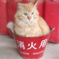 <br />
<b>Warning</b>:  Undefined variable $userID in <b>/home/petwa/pochi-tama.net/public_html/wp-content/themes/pet/single.php</b> on line <b>278</b><br />
kaho