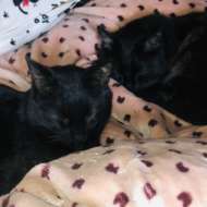 <br />
<b>Warning</b>:  Undefined variable $userID in <b>/home/petwa/pochi-tama.net/public_html/wp-content/themes/pet/single.php</b> on line <b>278</b><br />
黒猫アイス