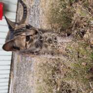 <br />
<b>Warning</b>:  Undefined variable $userID in <b>/home/petwa/pochi-tama.net/public_html/wp-content/themes/pet/single.php</b> on line <b>278</b><br />
すーほ