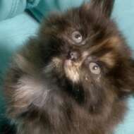 <br />
<b>Warning</b>:  Undefined variable $userID in <b>/home/petwa/pochi-tama.net/public_html/wp-content/themes/pet/single.php</b> on line <b>278</b><br />
さくら