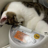 <br />
<b>Warning</b>:  Undefined variable $userID in <b>/home/petwa/pochi-tama.net/public_html/wp-content/themes/pet/single-joutokai.php</b> on line <b>148</b><br />
ななしのねこさん