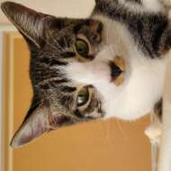 <br />
<b>Warning</b>:  Undefined variable $userID in <b>/home/petwa/pochi-tama.net/public_html/wp-content/themes/pet/single.php</b> on line <b>278</b><br />
ねここライト