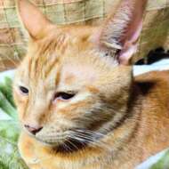 <br />
<b>Warning</b>:  Undefined variable $userID in <b>/home/petwa/pochi-tama.net/public_html/wp-content/themes/pet/single.php</b> on line <b>278</b><br />
みちるん