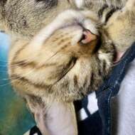 <br />
<b>Warning</b>:  Undefined variable $userID in <b>/home/petwa/pochi-tama.net/public_html/wp-content/themes/pet/single.php</b> on line <b>278</b><br />
ぽもも