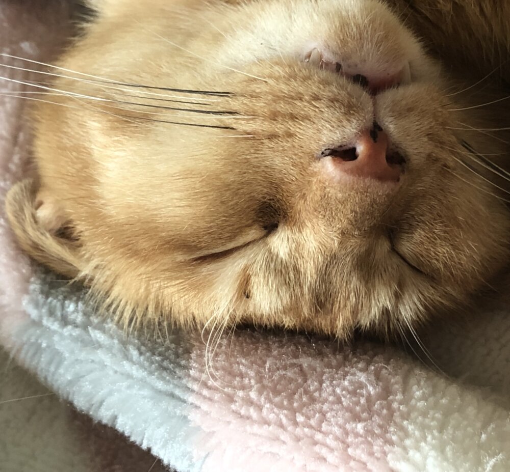 <br />
<b>Warning</b>:  Undefined variable $userID in <b>/home/petwa/pochi-tama.net/public_html/wp-content/themes/pet/single.php</b> on line <b>278</b><br />
チャーちゃん