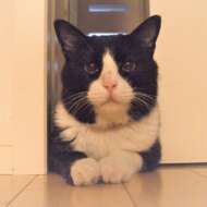 <br />
<b>Warning</b>:  Undefined variable $userID in <b>/home/petwa/pochi-tama.net/public_html/wp-content/themes/pet/single.php</b> on line <b>278</b><br />
SHOKO