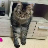 <br />
<b>Warning</b>:  Undefined variable $userID in <b>/home/petwa/pochi-tama.net/public_html/wp-content/themes/pet/single.php</b> on line <b>278</b><br />
まろまろ