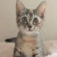 <br />
<b>Warning</b>:  Undefined variable $userID in <b>/home/petwa/pochi-tama.net/public_html/wp-content/themes/pet/single-joutokai.php</b> on line <b>148</b><br />
ねこチュー