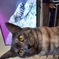 <br />
<b>Warning</b>:  Undefined variable $userID in <b>/home/petwa/pochi-tama.net/public_html/wp-content/themes/pet/single.php</b> on line <b>278</b><br />
りりぃ