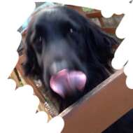 <br />
<b>Warning</b>:  Undefined variable $userID in <b>/home/petwa/pochi-tama.net/public_html/wp-content/themes/pet/single-volunteer.php</b> on line <b>198</b><br />
かえちゃん