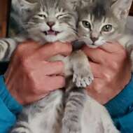 <br />
<b>Warning</b>:  Undefined variable $userID in <b>/home/petwa/pochi-tama.net/public_html/wp-content/themes/pet/single.php</b> on line <b>278</b><br />
らぱん