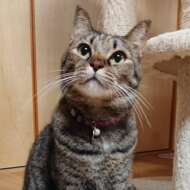 <br />
<b>Warning</b>:  Undefined variable $userID in <b>/home/petwa/pochi-tama.net/public_html/wp-content/themes/pet/single.php</b> on line <b>278</b><br />
danyan