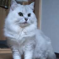 <br />
<b>Warning</b>:  Undefined variable $userID in <b>/home/petwa/pochi-tama.net/public_html/wp-content/themes/pet/single.php</b> on line <b>278</b><br />
銀