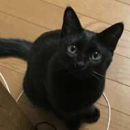 <br />
<b>Warning</b>:  Undefined variable $userID in <b>/home/petwa/pochi-tama.net/public_html/wp-content/themes/pet/single.php</b> on line <b>278</b><br />
shigure